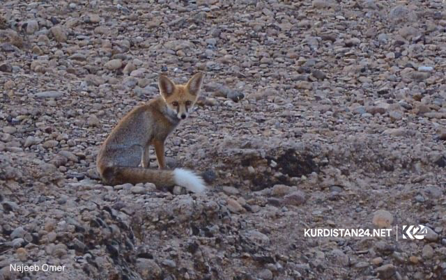 Fotoğraflarla Germiyan bölgesinde yaban hayatı
